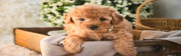 Miniature Poodle dogs for sale: Hunter - Ad 2