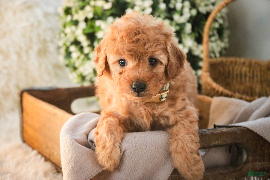 Miniature Poodle dogs for sale: Hunter - Ad 2