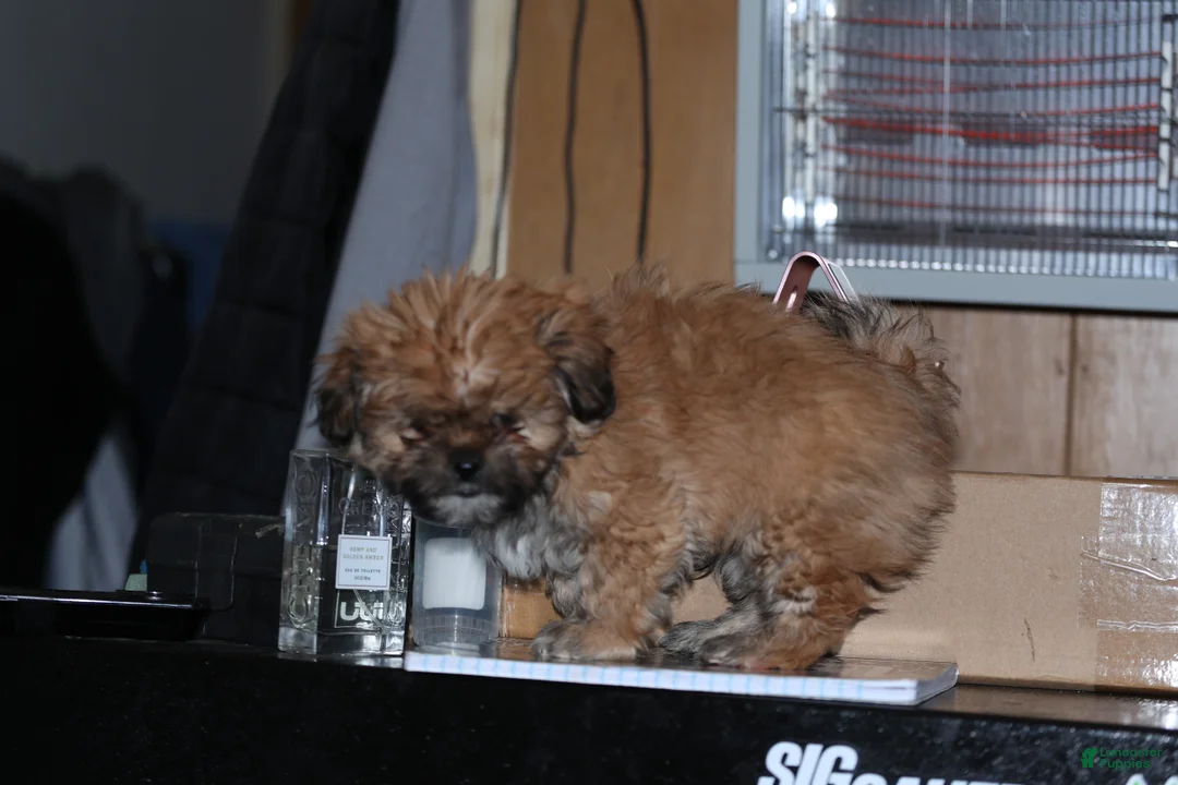 Shih Tzu dogs for sale: Shih Tzu Puppy 1 - Ad 6