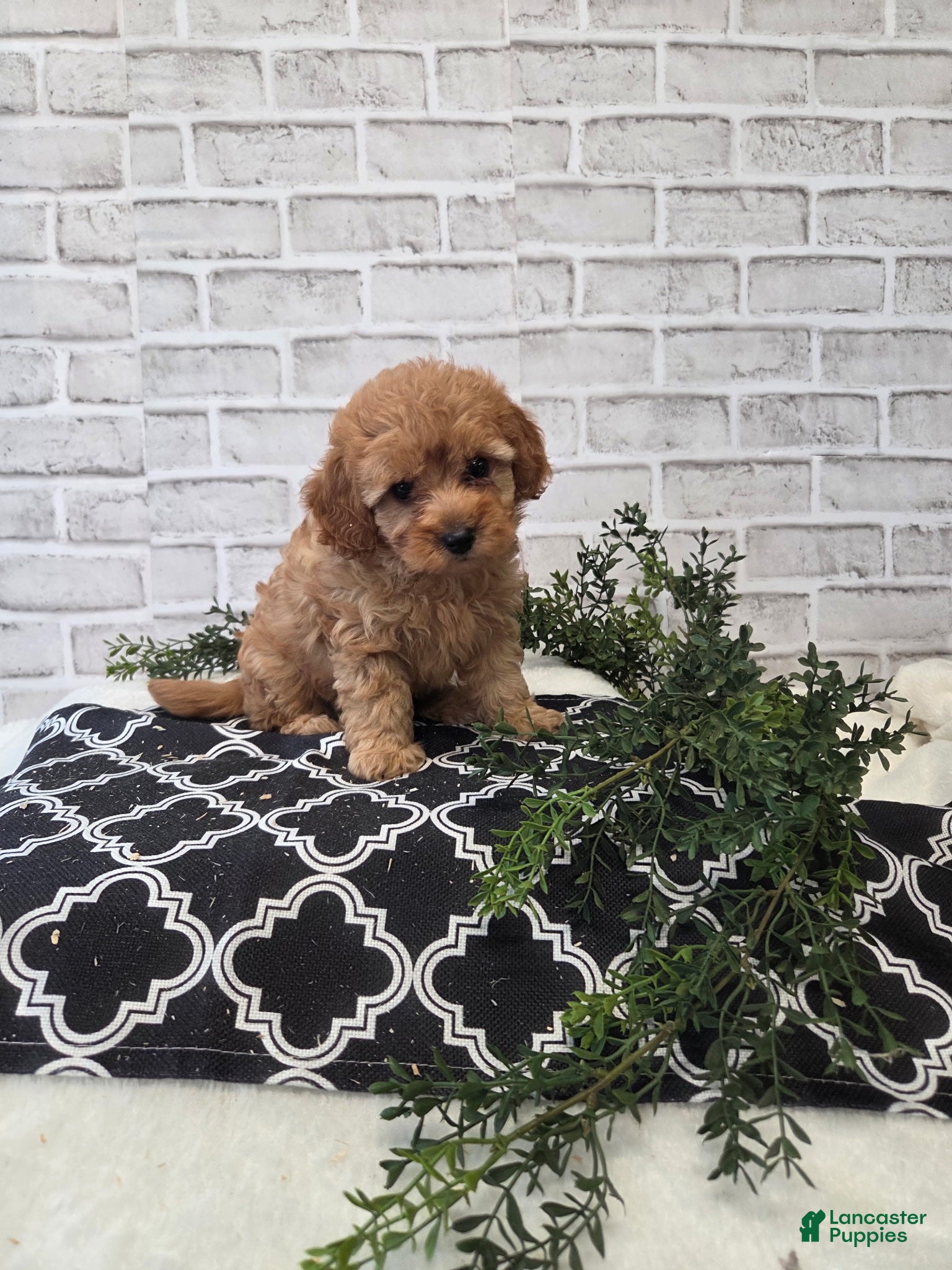 Cavapoo dogs for sale: Cherry - Ad 3