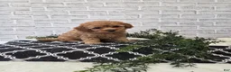 Cavapoo dogs for sale: Cherry - Ad 1