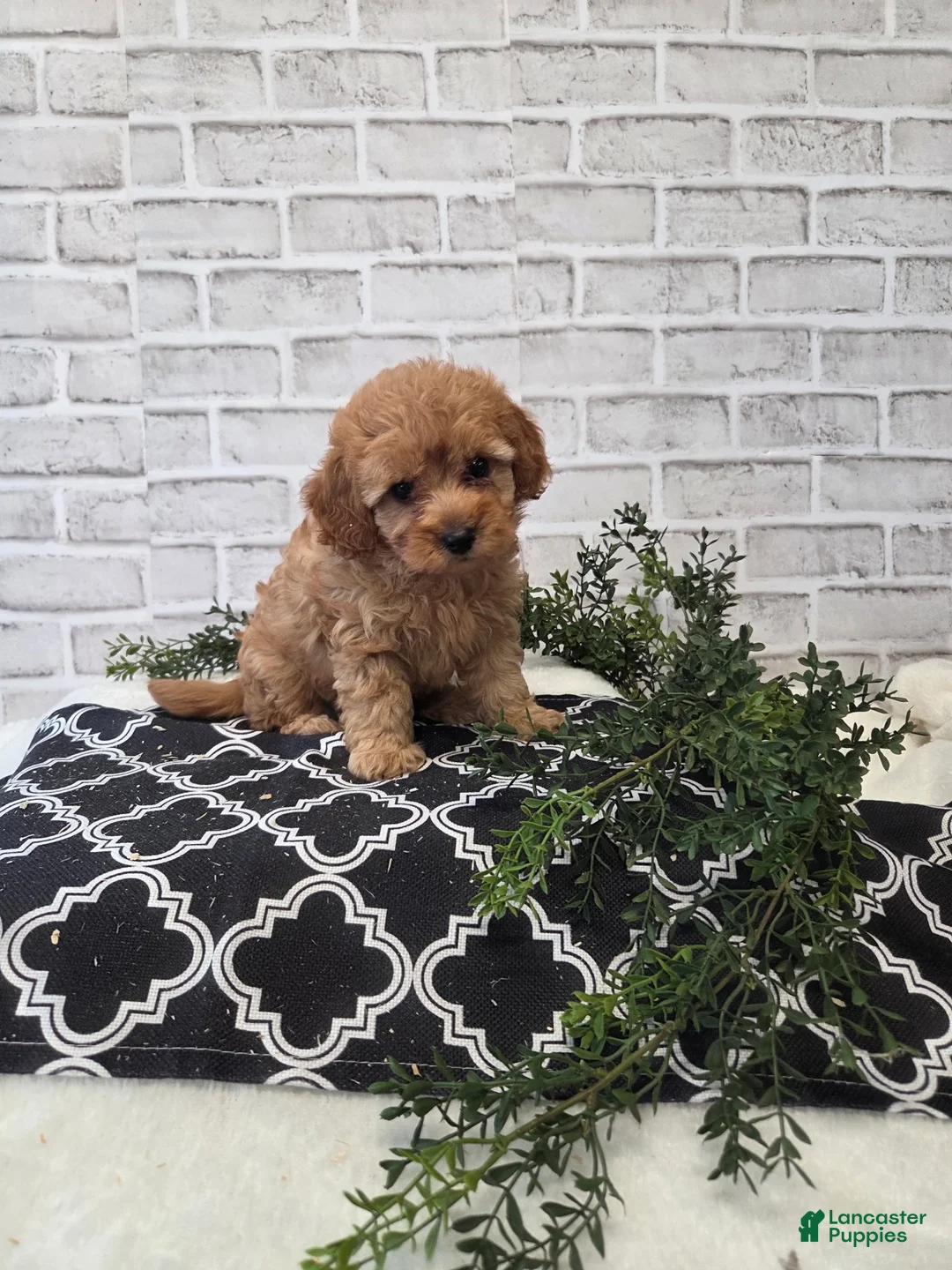 Cavapoo dogs for sale: Cherry - Ad 1