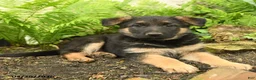 German Shepherd dogs for sale: Gretta - Ad 3