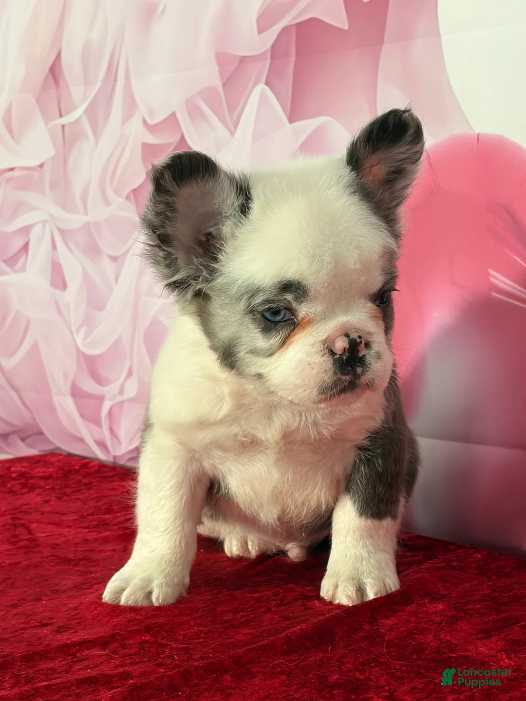 French Bulldog dogs for sale: Dash  - Ad 4