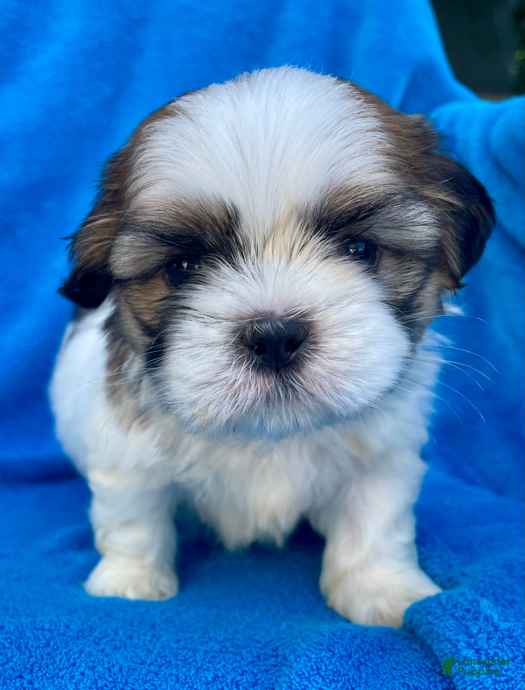 Shih Tzu dogs Bobby  - Ad 2