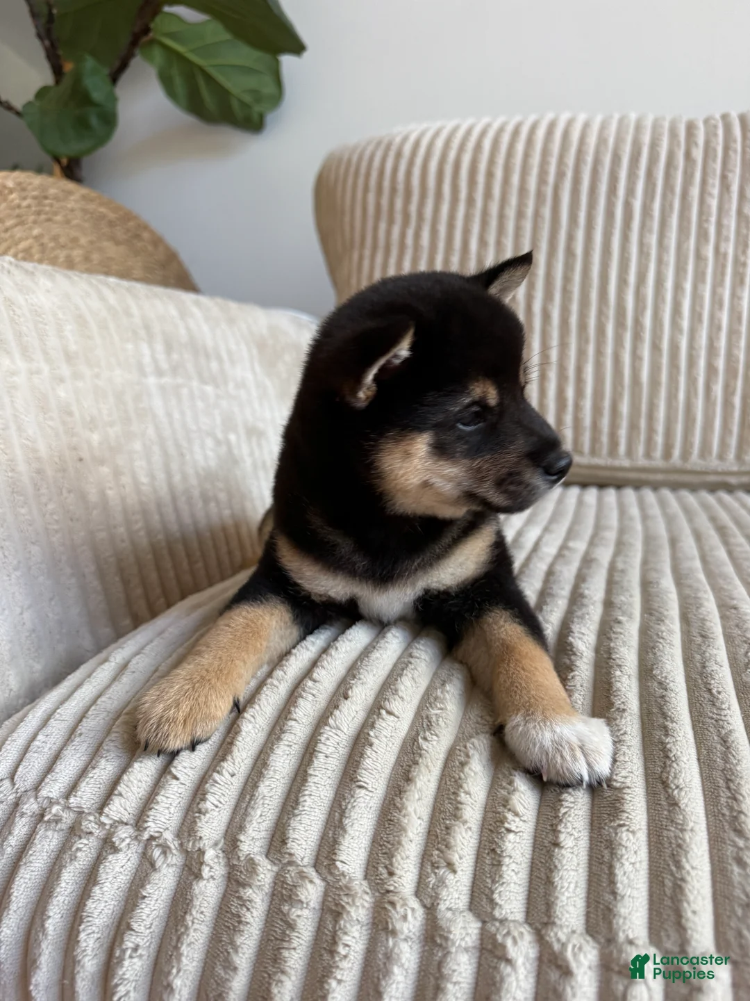 Shiba Inu dogs for sale: Tiny - Ad 2