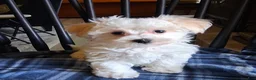 Maltipoo dogs for sale: Amos - Ad 1