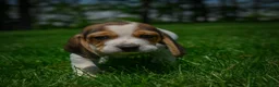 Beagle dogs for sale: Noah - Ad 9