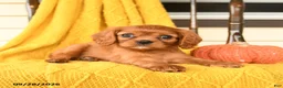 Cavalier King Charles Spaniel dogs for sale: Penny - Ad 4