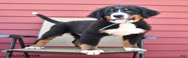 Jax