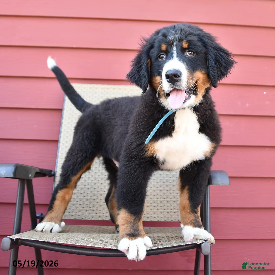 Bernese Mountain Dog dogs for sale: Jax - Ad 1