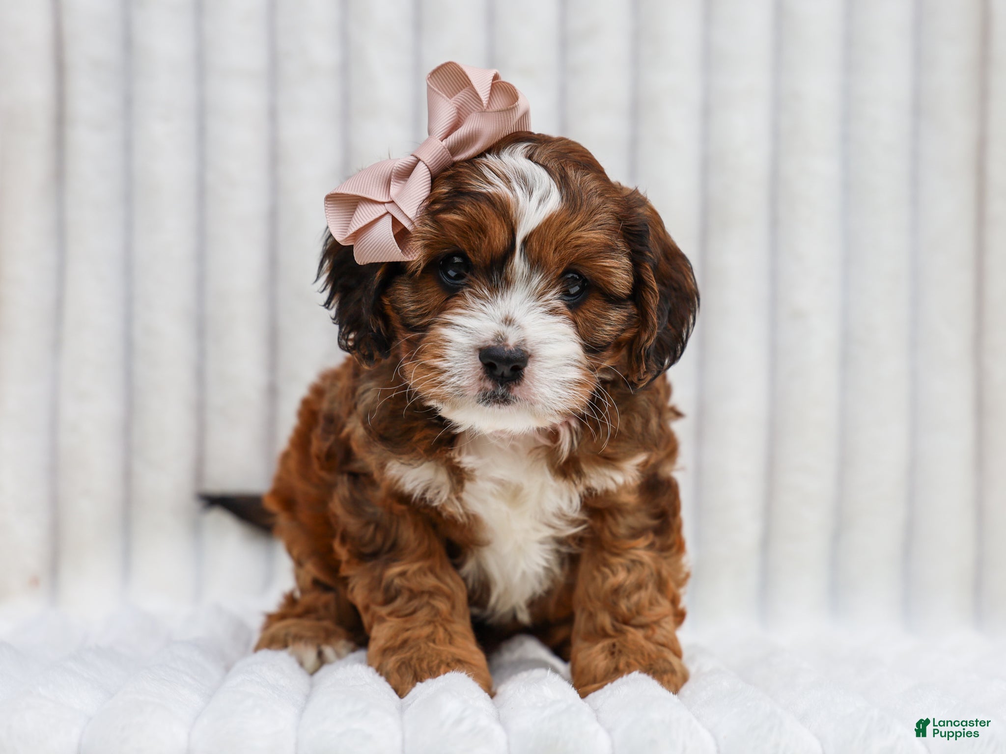 Cavapoo dogs Ona Cavapoo Pup - Ad 1