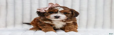 Ona Cavapoo Pup