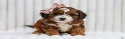 Cavapoo dogs for sale: Ona Cavapoo Pup - Ad 1