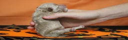 Havapoo dogs for sale: Aramis  - Ad 7