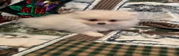 Pomeranian dogs for sale: Pomeranian Puppy 3 - Ad 2