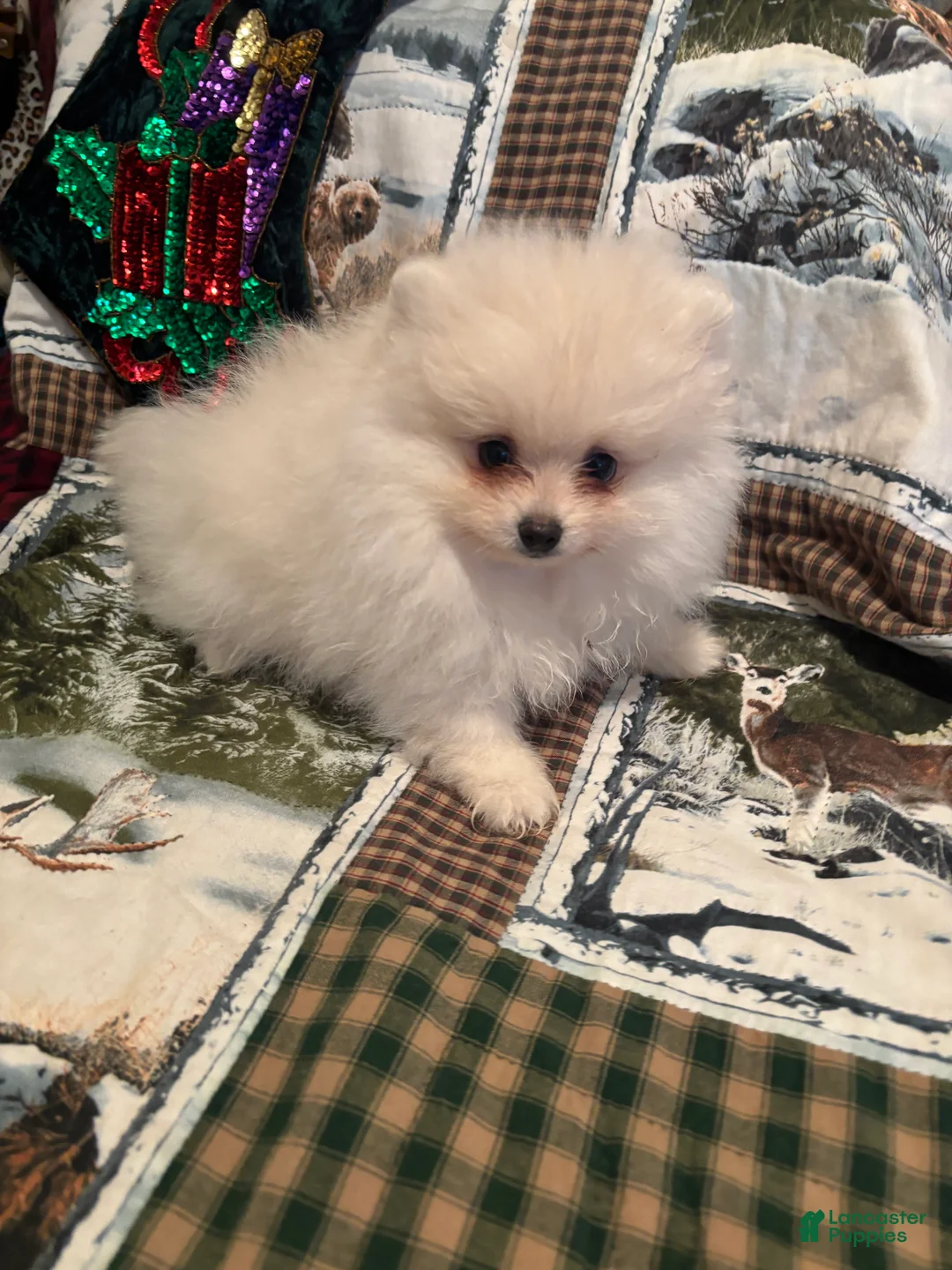 Pomeranian dogs for sale: Pomeranian Puppy 3 - Ad 2