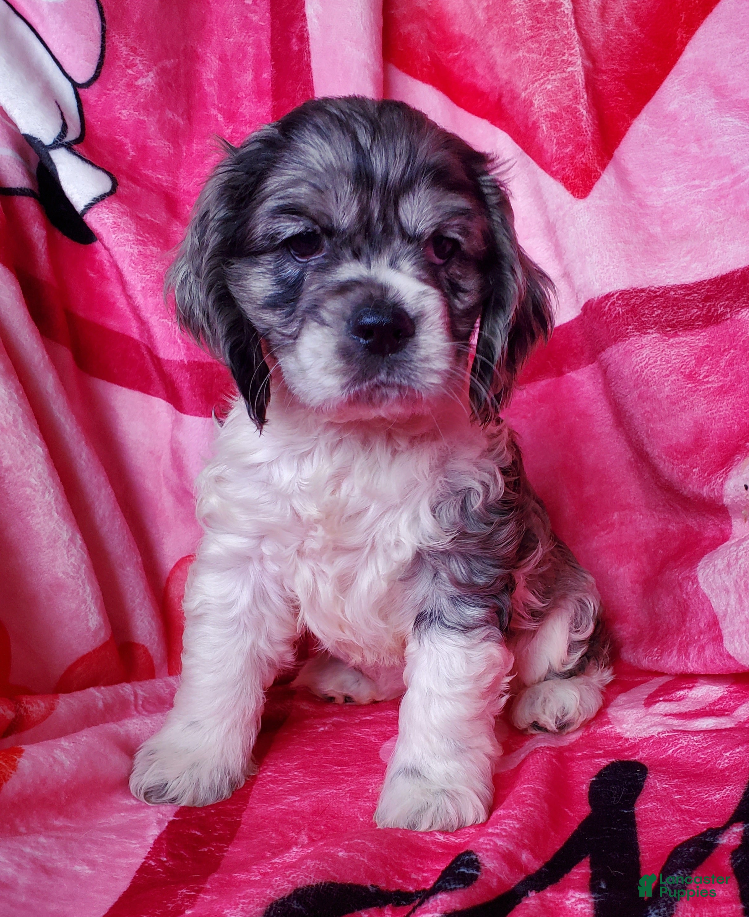 Cocker Spaniel dogs Nova - Ad 12