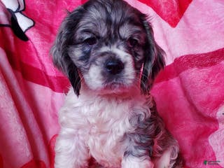 Cocker Spaniel dogs Nova - Ad 17