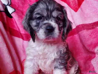 Cocker Spaniel dogs Nova - Ad 19