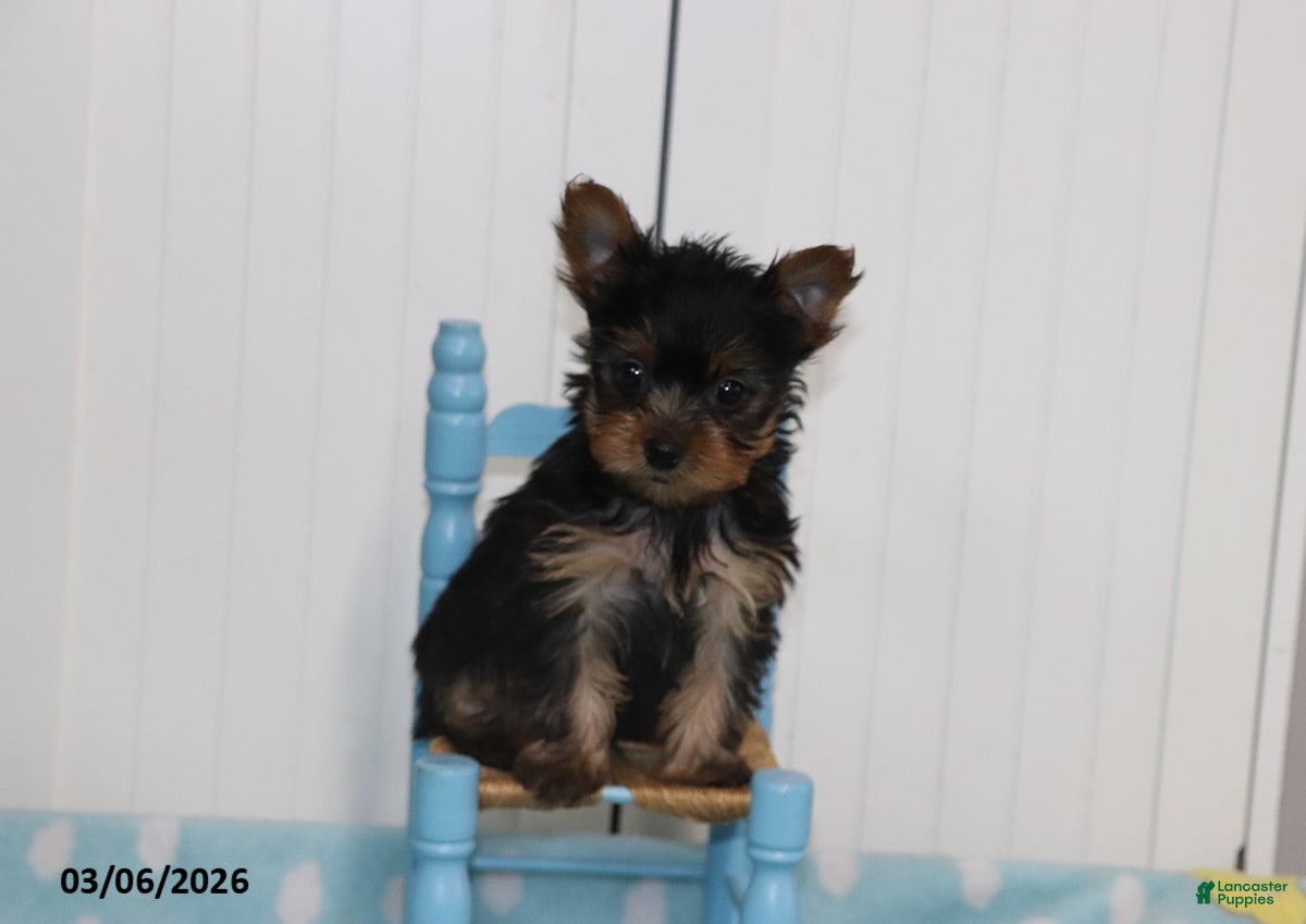 Yorkshire Terrier dogs Smokey - Teacup - Ad 2