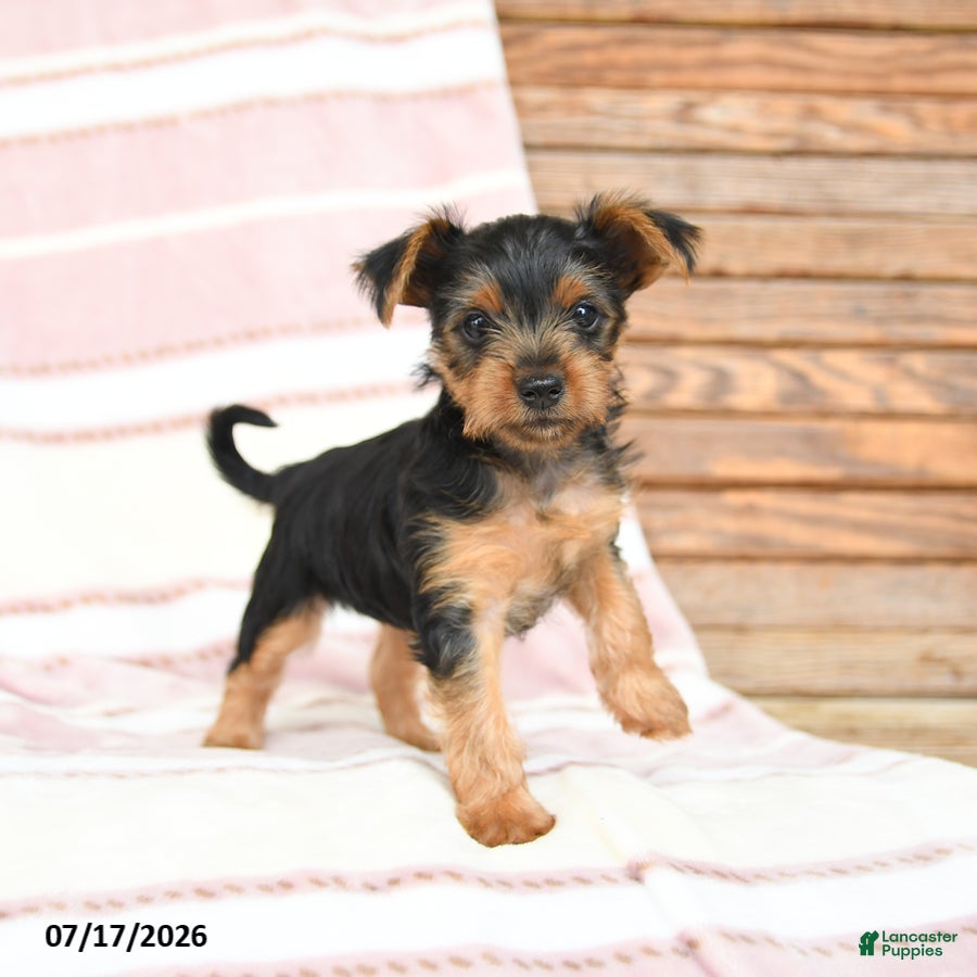 Yorkshire Terrier dogs Quincy - Ad 2