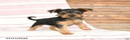 Yorkshire Terrier dogs for sale: Quincy - Ad 2