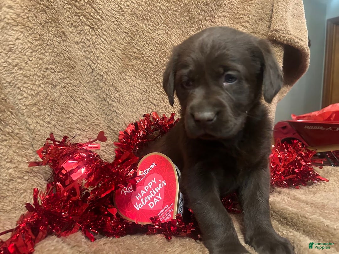 Labrador Retriever dogs for sale: Mocha - Ad 3