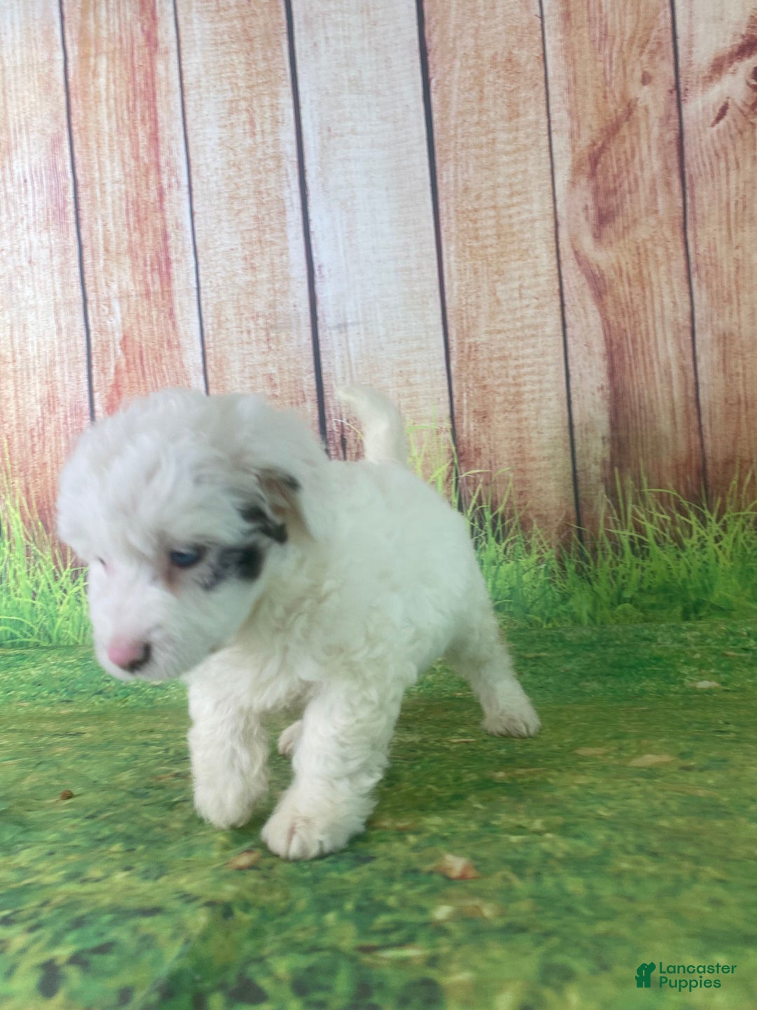 Mini Aussiedoodle dogs for sale: Glendora - Ad 7