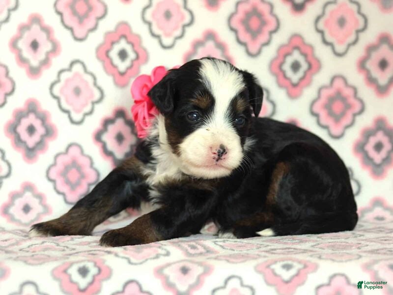Mini Bernedoodle dogs Allisa - Ad 1