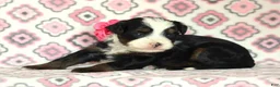 Mini Bernedoodle dogs for sale: Allisa - Ad 1