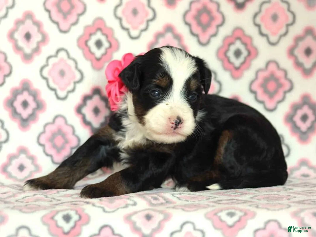 Mini Bernedoodle dogs for sale: Allisa - Ad 1