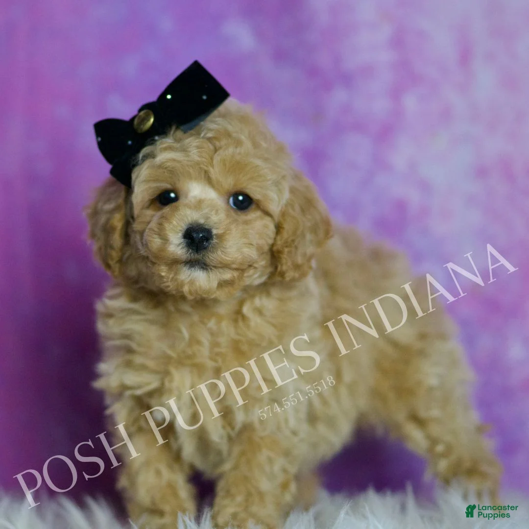Toy Poodle dogs for sale: Rusty - Ad 2