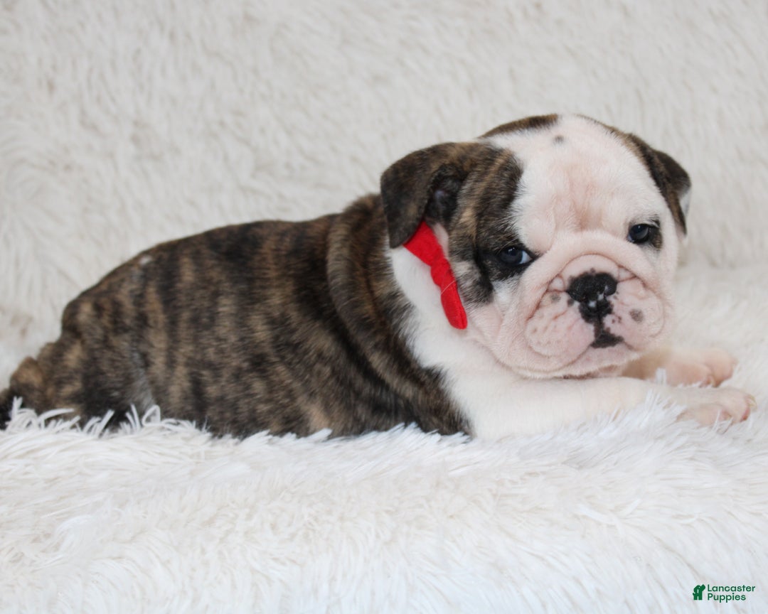 English Bulldog dogs for sale: Taya - Ad 5