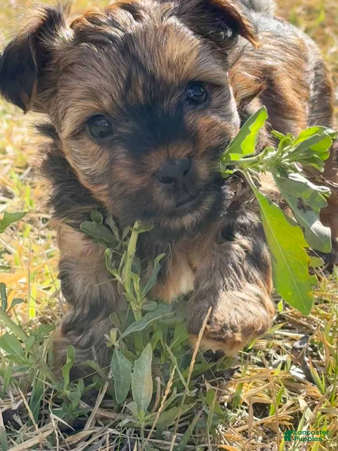Yorkshire Terrier dogs for sale: Yorkshire Terrier Puppy 1 - Ad 1