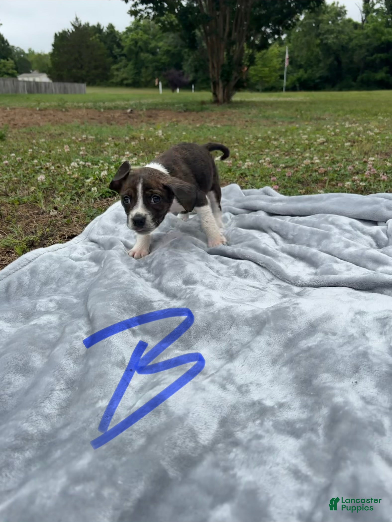 Mixed Breed dogs Boone - Ad 29
