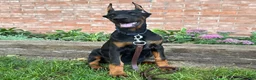 Doberman Pinscher dogs for sale: Amika - Ad 6