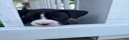 Boxer dogs for sale: Rowan - Ad 2
