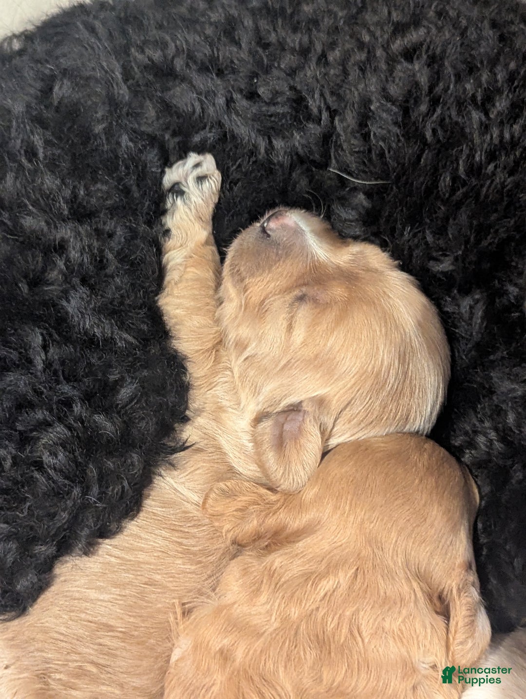 Mixed Breed dogs for sale: Cosmo - Ad 13