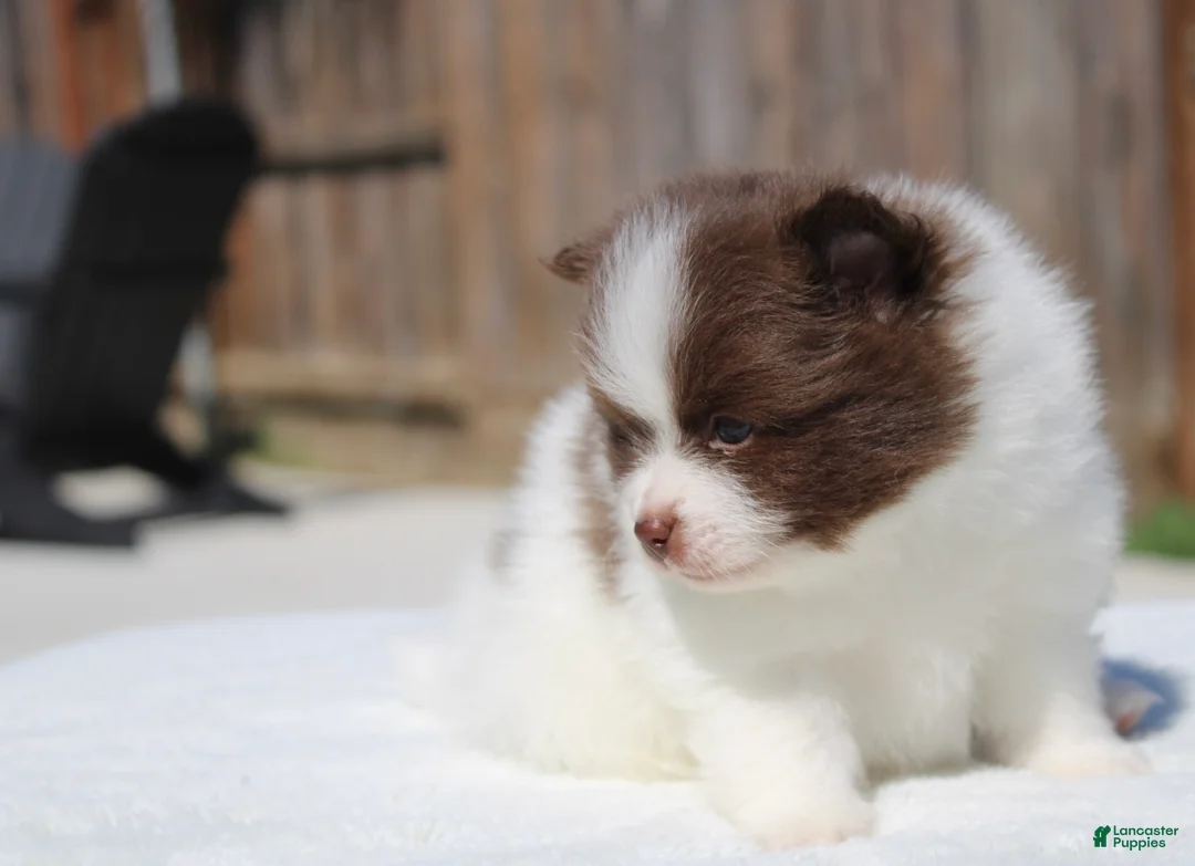 Pomeranian dogs for sale: Pomeranian Puppy 3 - Ad 1