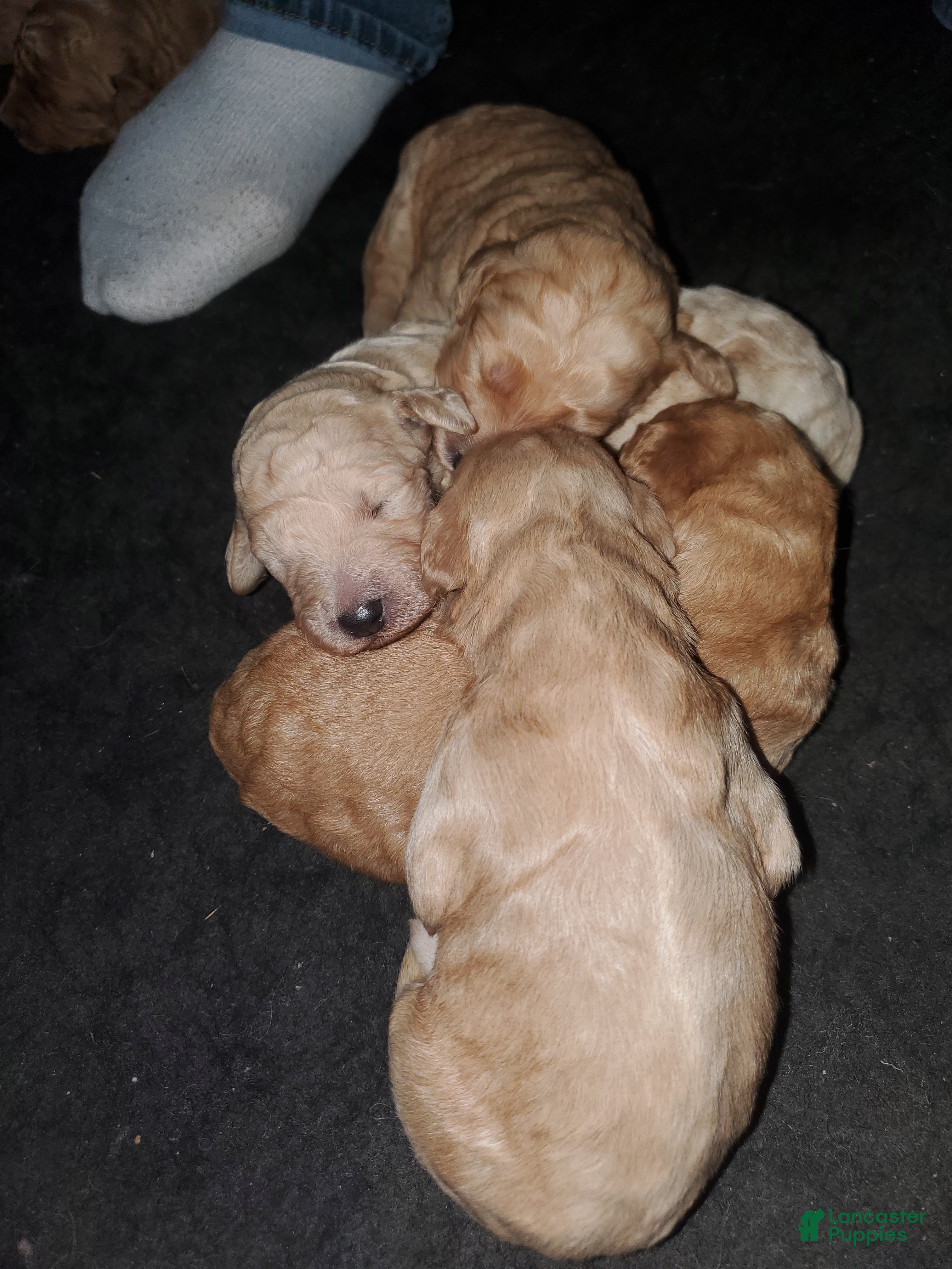 Goldendoodle dogs Goldendoodle Puppy 1 - Ad 15