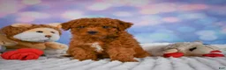 Mini Goldendoodle dogs for sale: Hazel - Ad 4