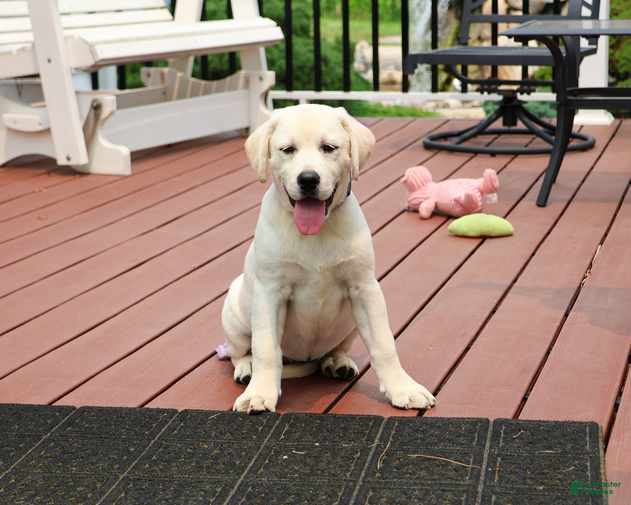 Labrador Retriever dogs Vidia  - Ad 7