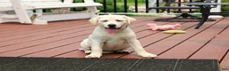 Labrador Retriever dogs for sale: Vidia  - Ad 1