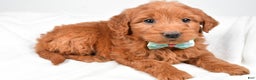 Mini Goldendoodle dogs for sale: Brady - Ad 6