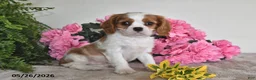 Cavalier King Charles Spaniel dogs for sale: Bingo - Ad 3