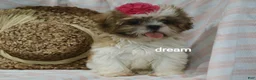 Shih Tzu dogs for sale: Cherokee  - Ad 5