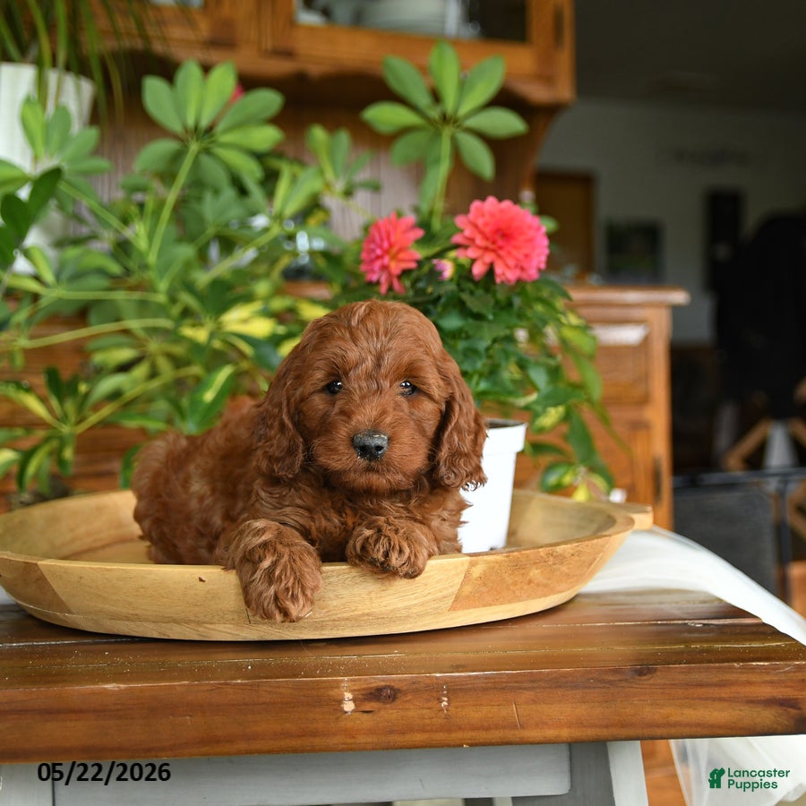 Mini Goldendoodle dogs Adam - Ad 2