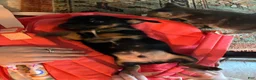 Mixed Breed dogs for sale: Mixed Breed 2 - Ad 3