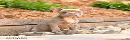 Frenchton dogs for sale: Zeke - Ad 3